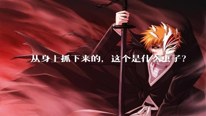 从身上抓下来的，这个是什么虫子？